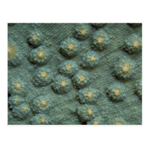 Beautiful Hard corals Post Cards