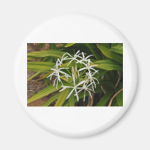 Beautiful Hawaiian flower photo Fridge Magnet