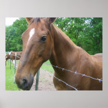 Beautiful Horse Poster
