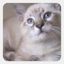 beautiful kitten stickers