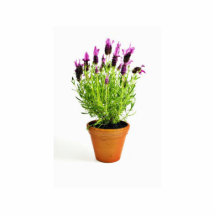 Beautiful Lavender In The Pot On The White Backgro Photo Cutout