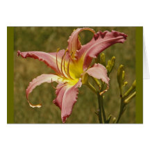 Beautiful Lily Greeting Card