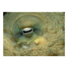 Beautiful Looking into the eye of a reef octopus Personalised Invite