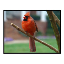 Beautiful Male Cardinal Postcards