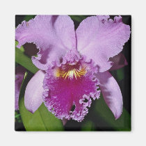 Beautiful Orchid, cattleya trianae magnets