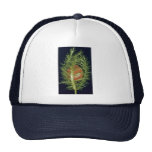 Beautiful Passion flower, passiflora foetida Hat