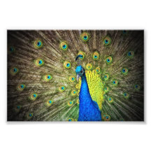 Beautiful Peacock Photo