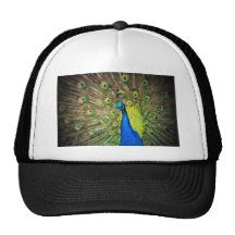 Beautiful Peacock Photo Mesh Hats