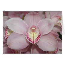 Beautiful Pink Iris Card