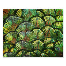 Beautiful Scalloped Peacock Feathers Photo Art
