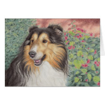 Beautiful Sheltie Card