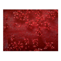Beautiful Soft corals Postcard