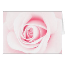 Beautiful soft pale pink rose flower floral greeting card