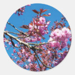 Beautiful spring cherry blossom round sticker