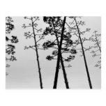 Beautiful stalk flowers postcard