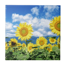 Beautiful Sunflowers Tiles