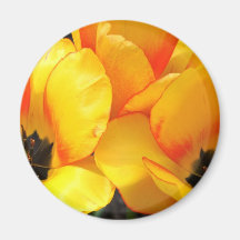 Beautiful Tulips Magnet