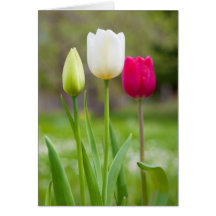Beautiful white and pink spring tulips photo card