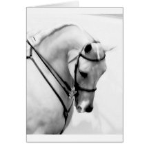 Beautiful white Horse head Greeting Card
