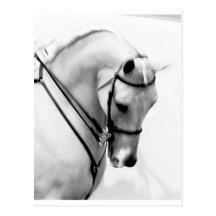 Beautiful white Horse head Postcard