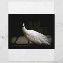 Beautiful White Peacock Flyer