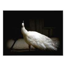 Beautiful White Peacock Photo Art