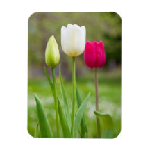 Beautiful white pink spring tulips photo magnet