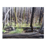 Beauty in Fire Postcards