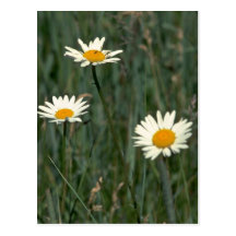 Beauty In The Weeds Postcards