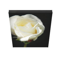 beautys flower stretched canvas print