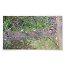 Beaver Dam Slough Fauna Birds Aves Animals Photo Print