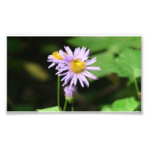Beaver Dam Slough Flora Flowers Plants Botany Photo Print