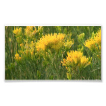 Beaver Dam Slough Flora Flowers Plants Botany Photograph