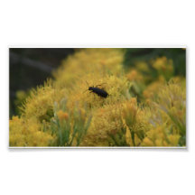 Beaver Dam Slough ID Insects Arachnids Bugs Fauna Photograph
