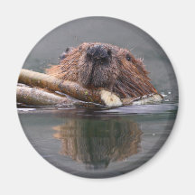 beaver fridge magnet