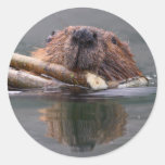 beaver round stickers