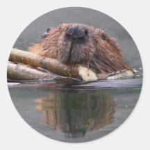 beaver round stickers