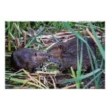 Beavers Kissing Photo