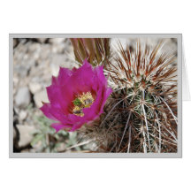 Beavertail Cactus Greeting Card