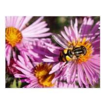 Bee and Flowers Post Cards