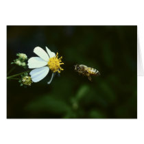 Bee cards