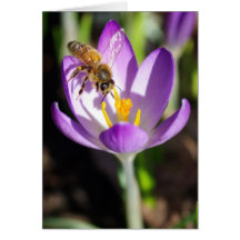 Bee in Crocus Card