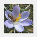 bee on crocus fridge magnet