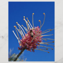 Bee on pink Grevillia flower Full Colour Flyer