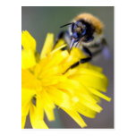 bee postcard