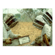 Beekeepers Postcards