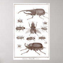 Beetles - Plate LXXV Histoire Naturelle Diderot Poster