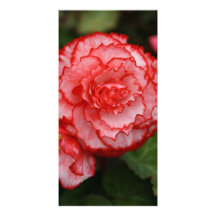 Begonia Photo Card