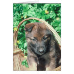Belgian Malinois Greeting Card