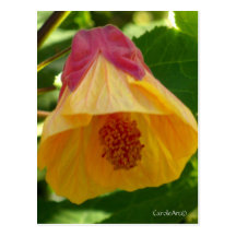 Bell Flower Pink Post Card
